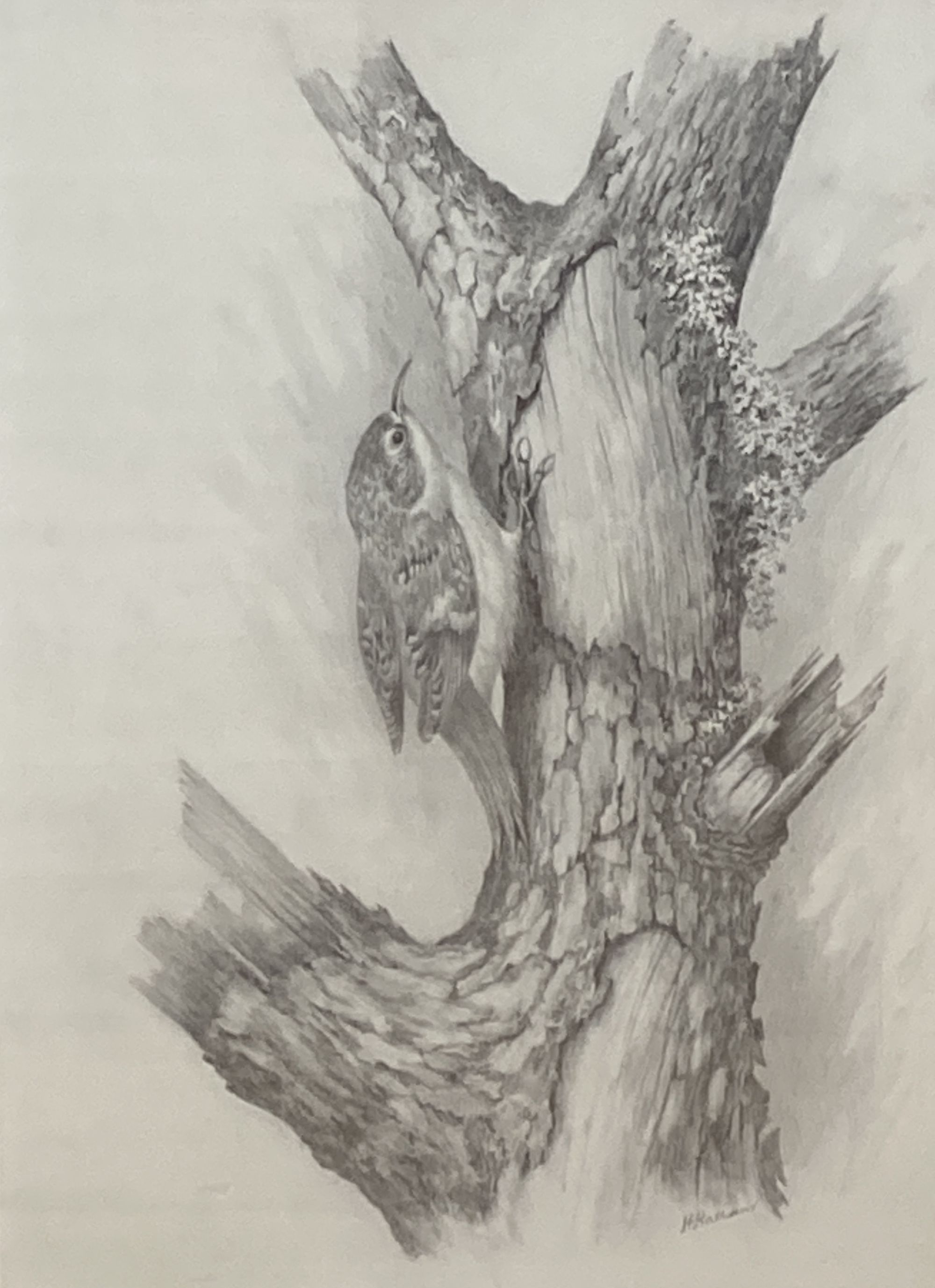 H. Hallam, pencil drawing, Tree Creeper, signed, 44 x 30cm